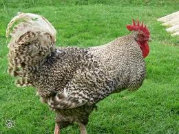 lecoq