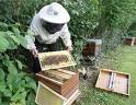 pader_Apiculture1