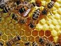pader_Apiculture2