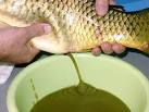 pader_PISCICULTURE1