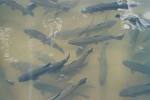 pader_PISCICULTURE2