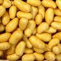 pader_Pomme_de_terre2