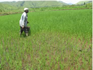 pader_RIZ3