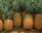 pader_ananas