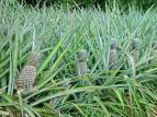 pader_ananas2