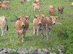 pader_bovine1