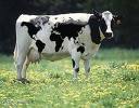 pader_bovine2