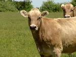 pader_bovine3