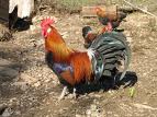 pader_coq
