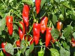 pader_piment1