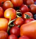 pader_tomate2